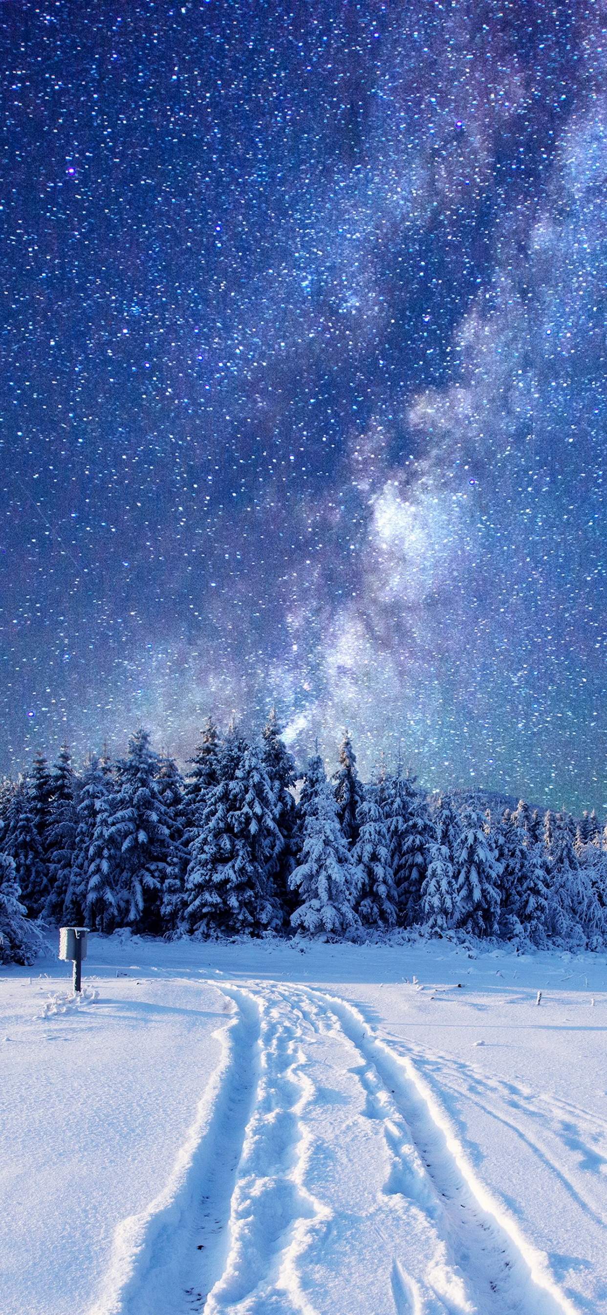 Pins Sur Sol Couvert de Neige Sous la Nuit Étoilée. Wallpaper in 1242x2688 Resolution