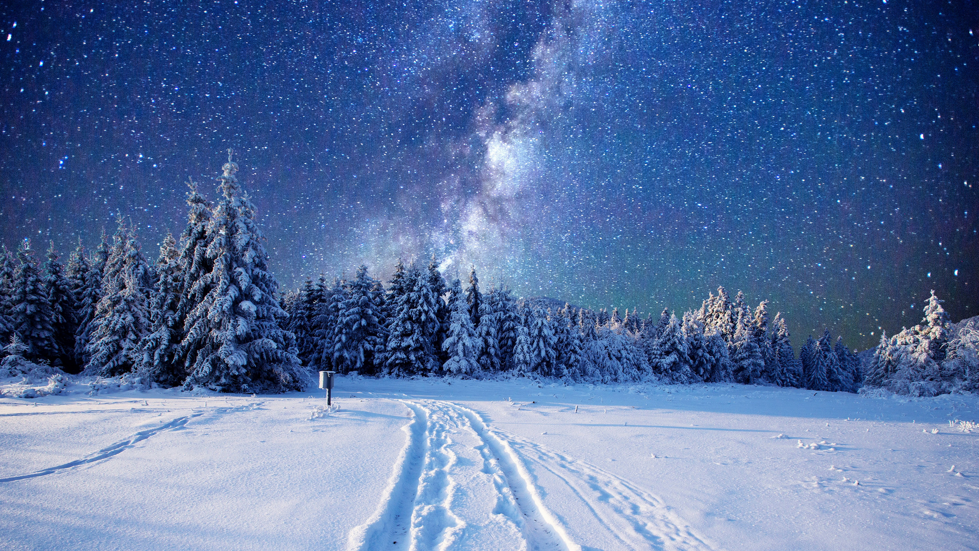 Kiefern Auf Schneebedecktem Boden Unter Sternenklarer Nacht. Wallpaper in 3840x2160 Resolution