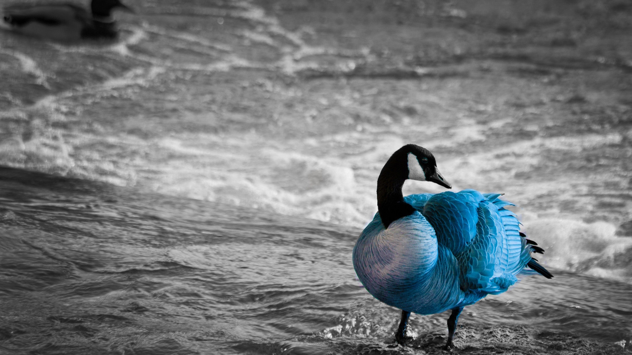 Grayscale Photo of Swan on Water. Wallpaper in 1280x720 Resolution