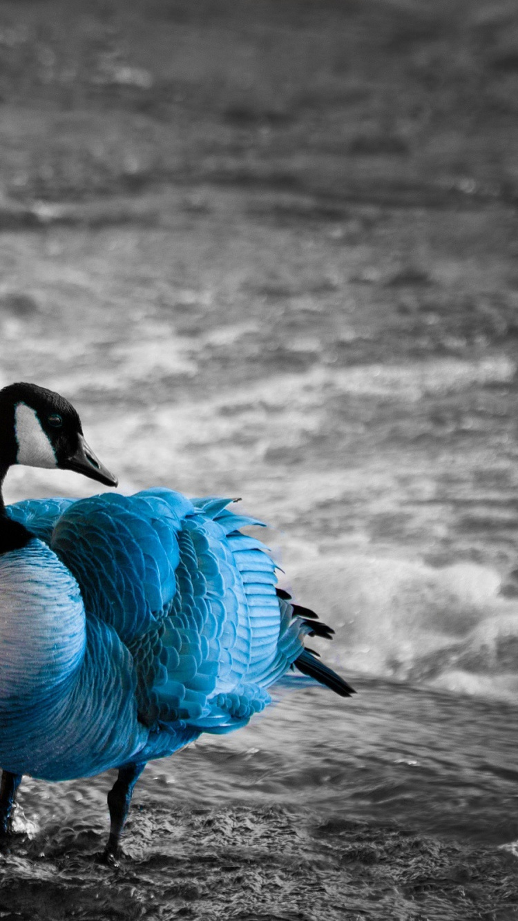 Photo en Niveaux de Gris de Cygne Sur L'eau. Wallpaper in 750x1334 Resolution