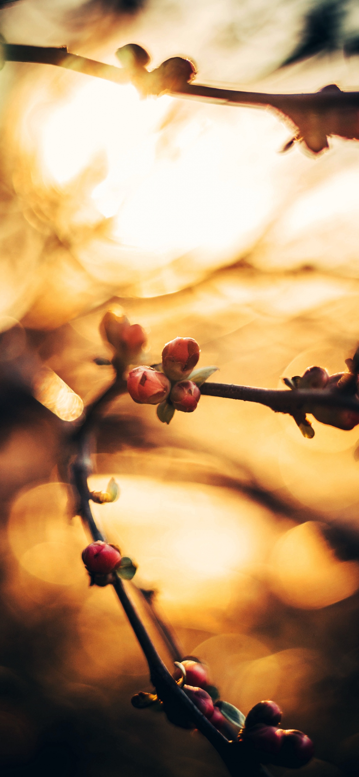 Sucursal, Primavera, Ramita, Bokeh, de Cerca. Wallpaper in 1242x2688 Resolution