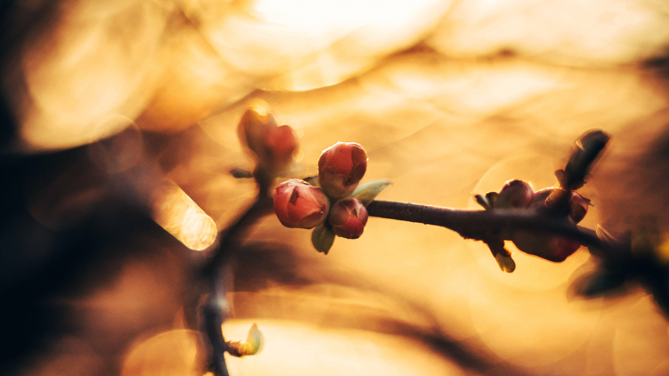 Sucursal, Primavera, Ramita, Bokeh, de Cerca. Wallpaper in 1366x768 Resolution