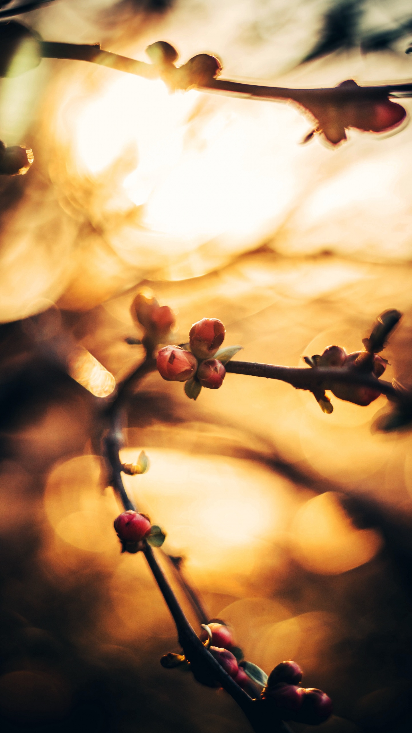 Sucursal, Primavera, Ramita, Bokeh, de Cerca. Wallpaper in 1440x2560 Resolution