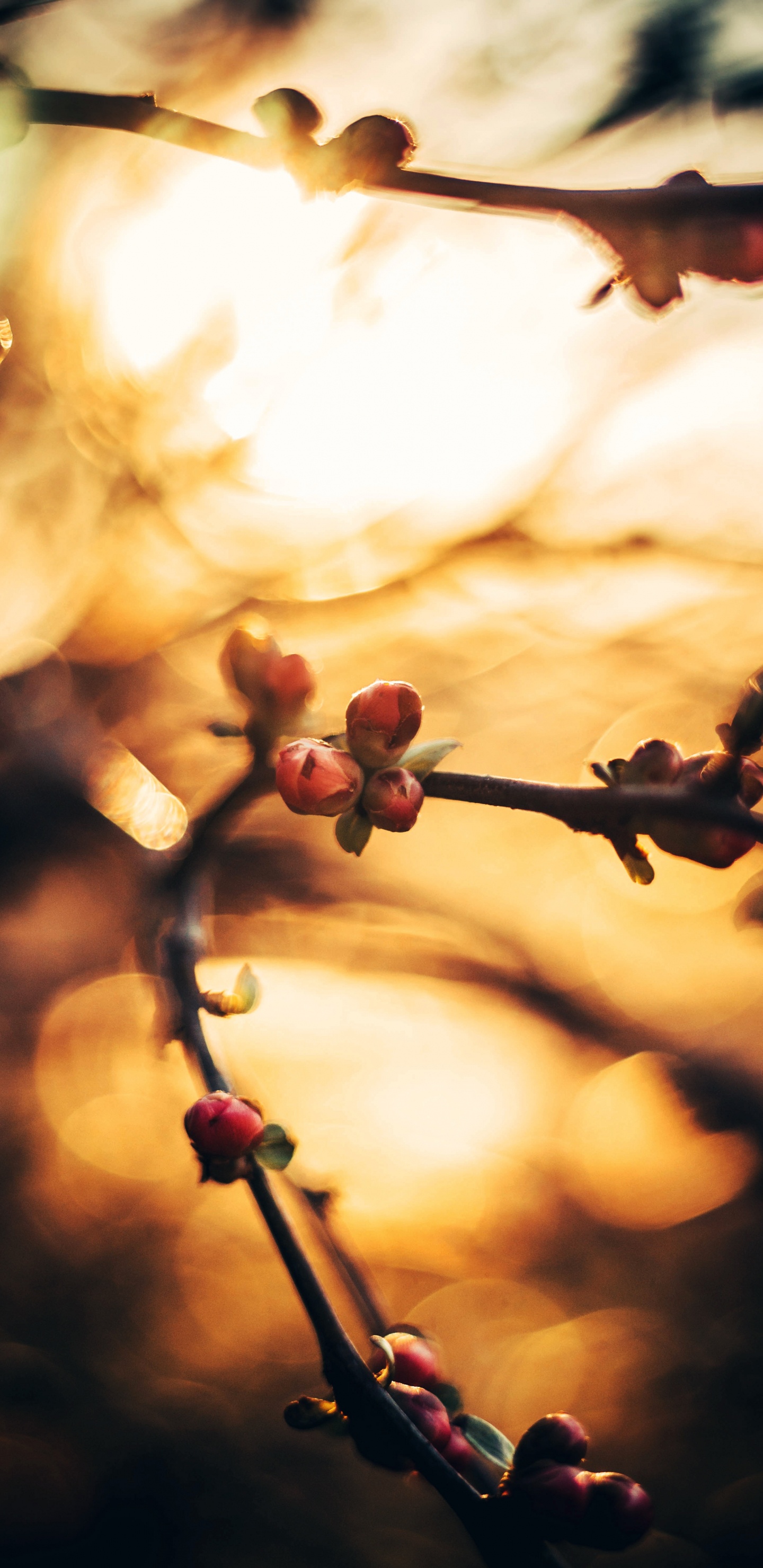 Sucursal, Primavera, Ramita, Bokeh, de Cerca. Wallpaper in 1440x2960 Resolution