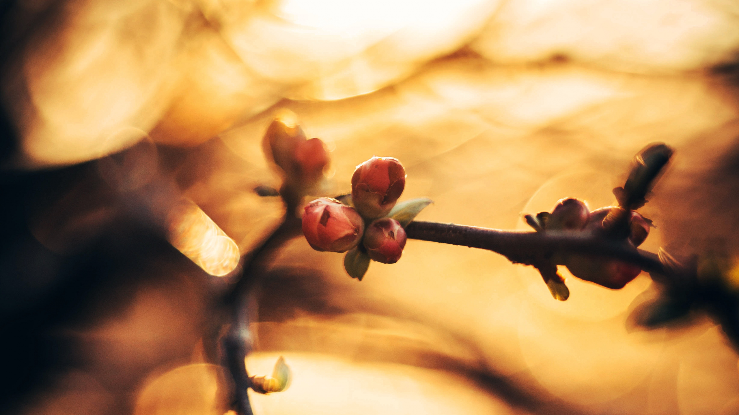弹簧, 树枝, 天空, 关闭了, Bud 壁纸 2560x1440 允许
