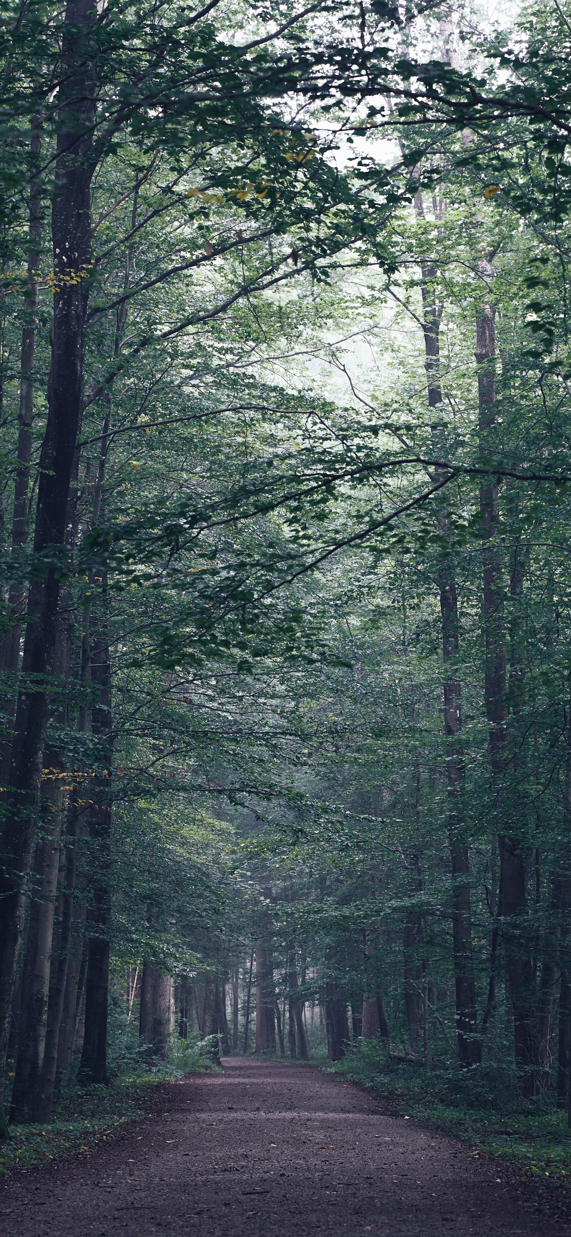 Baum, Wald, Natur, Naturlandschaft, Natürlichen Umgebung. Wallpaper in 1125x2436 Resolution