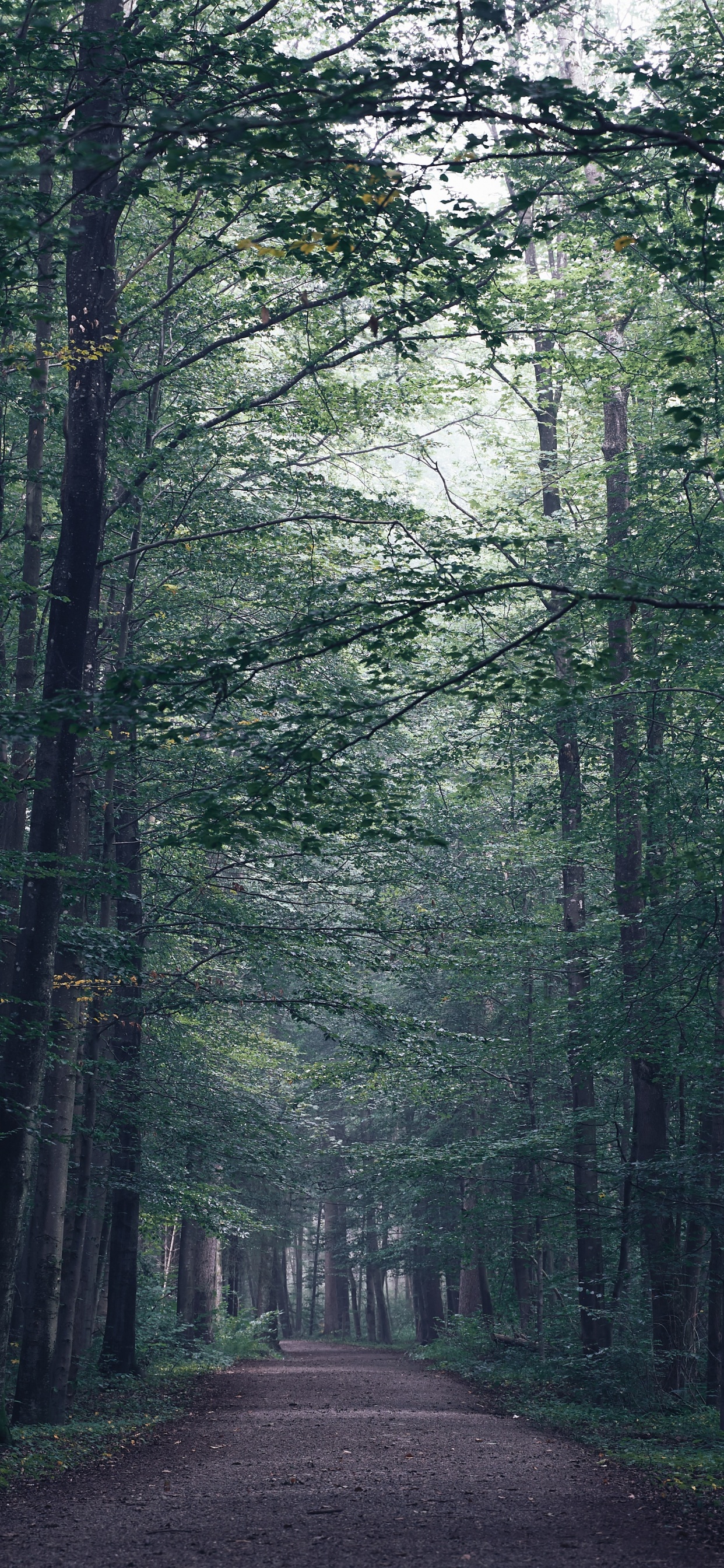 Baum, Wald, Natur, Naturlandschaft, Natürlichen Umgebung. Wallpaper in 1242x2688 Resolution