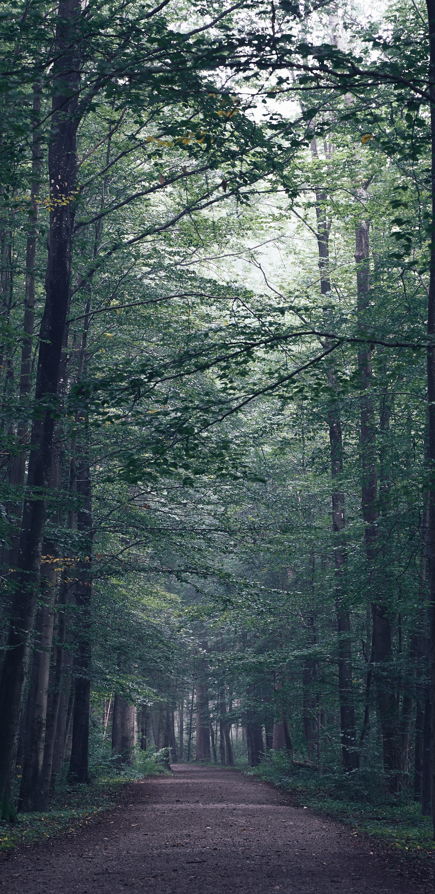 Baum, Wald, Natur, Naturlandschaft, Natürlichen Umgebung. Wallpaper in 1440x2960 Resolution