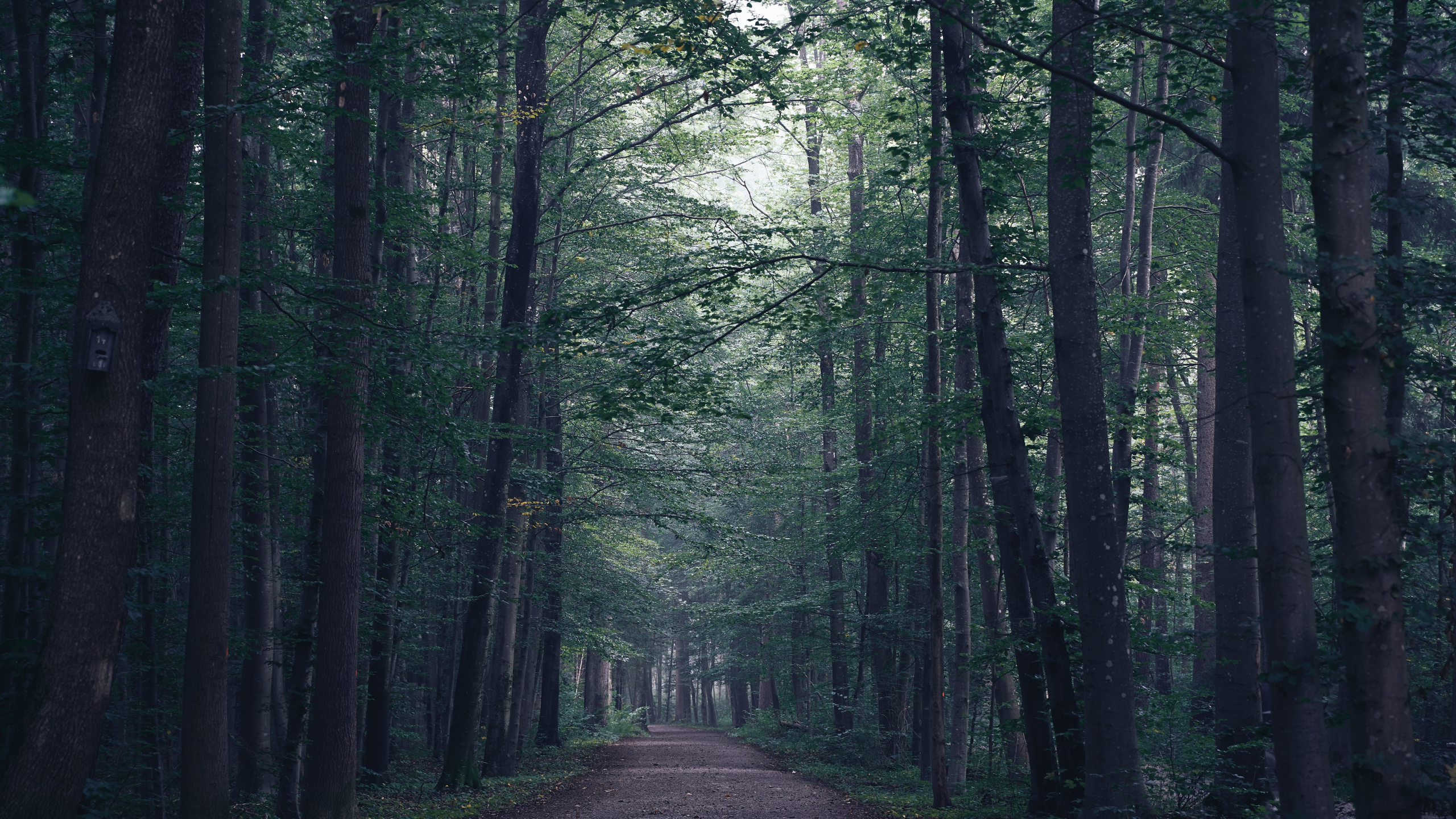 Baum, Wald, Natur, Naturlandschaft, Natürlichen Umgebung. Wallpaper in 2560x1440 Resolution