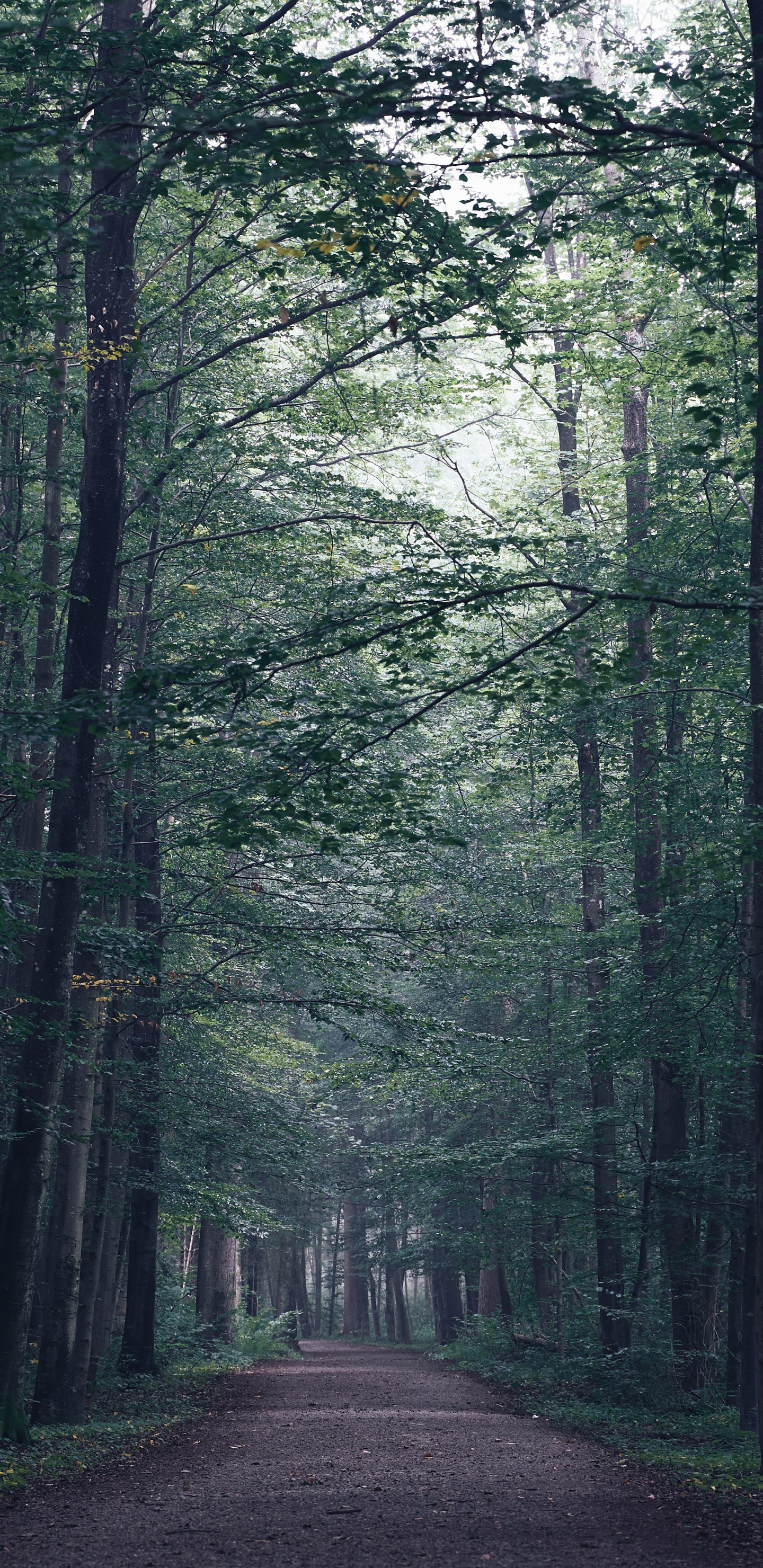 Download 1440x2960 Wallpaper Tree, Forest, Nature, Natural Landscape, Natural Environment Tree, Forest, Nature, Natural Landscape, Natural Environment. Wallpaper in 1440x2960 Resolution
