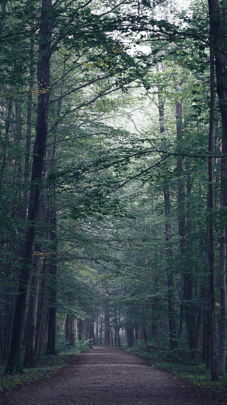 Tree, Forest, Nature, Natural Landscape, Natural Environment. Wallpaper in 750x1334 Resolution