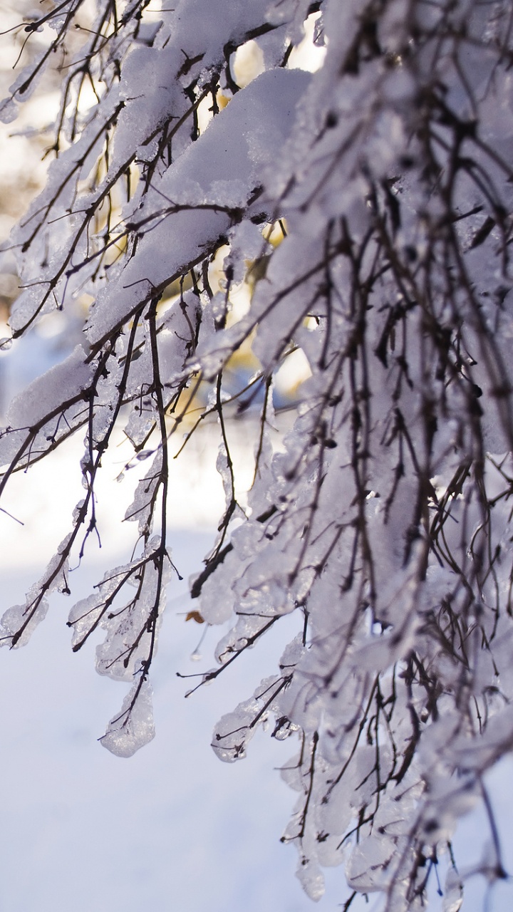 Snow Covered Trees During Daytime. Wallpaper in 720x1280 Resolution