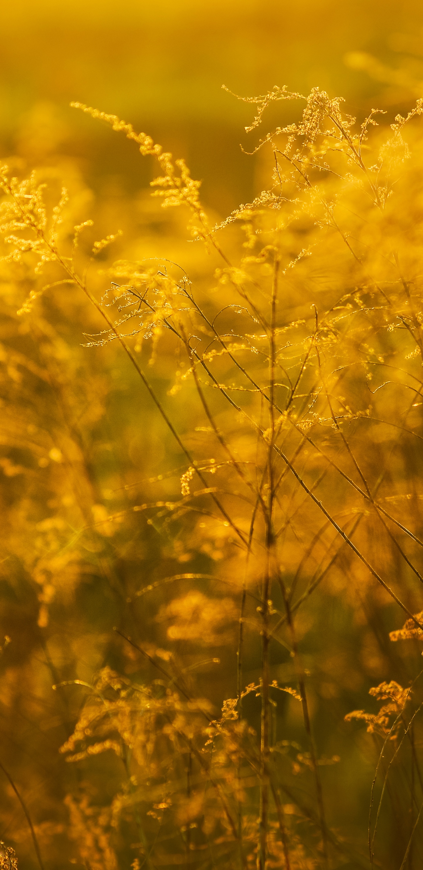 黄色的, 阳光, 草家庭, 草, 草地上 壁纸 1440x2960 允许