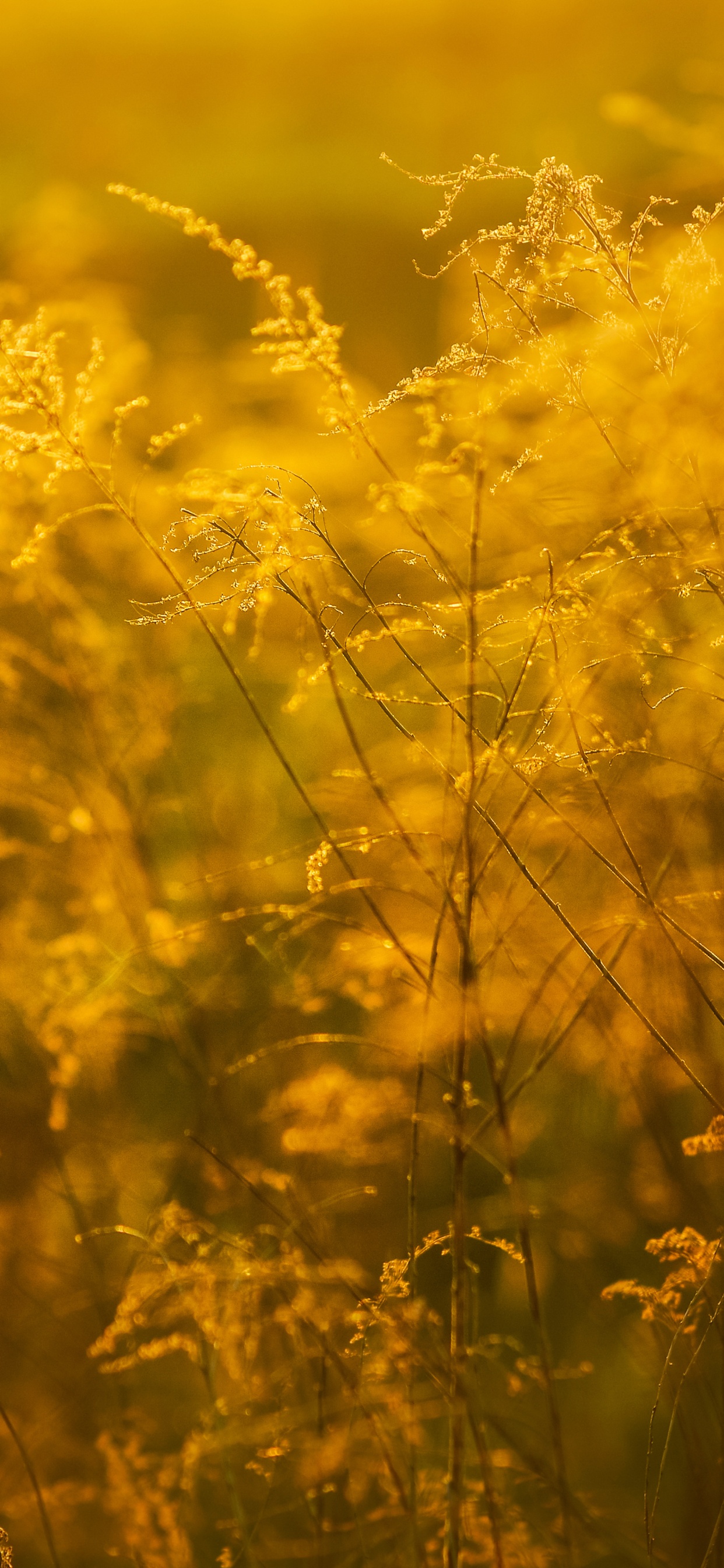 Jaune, L'herbe de la Famille, Champ, Verge D'or, Sauvages. Wallpaper in 1242x2688 Resolution