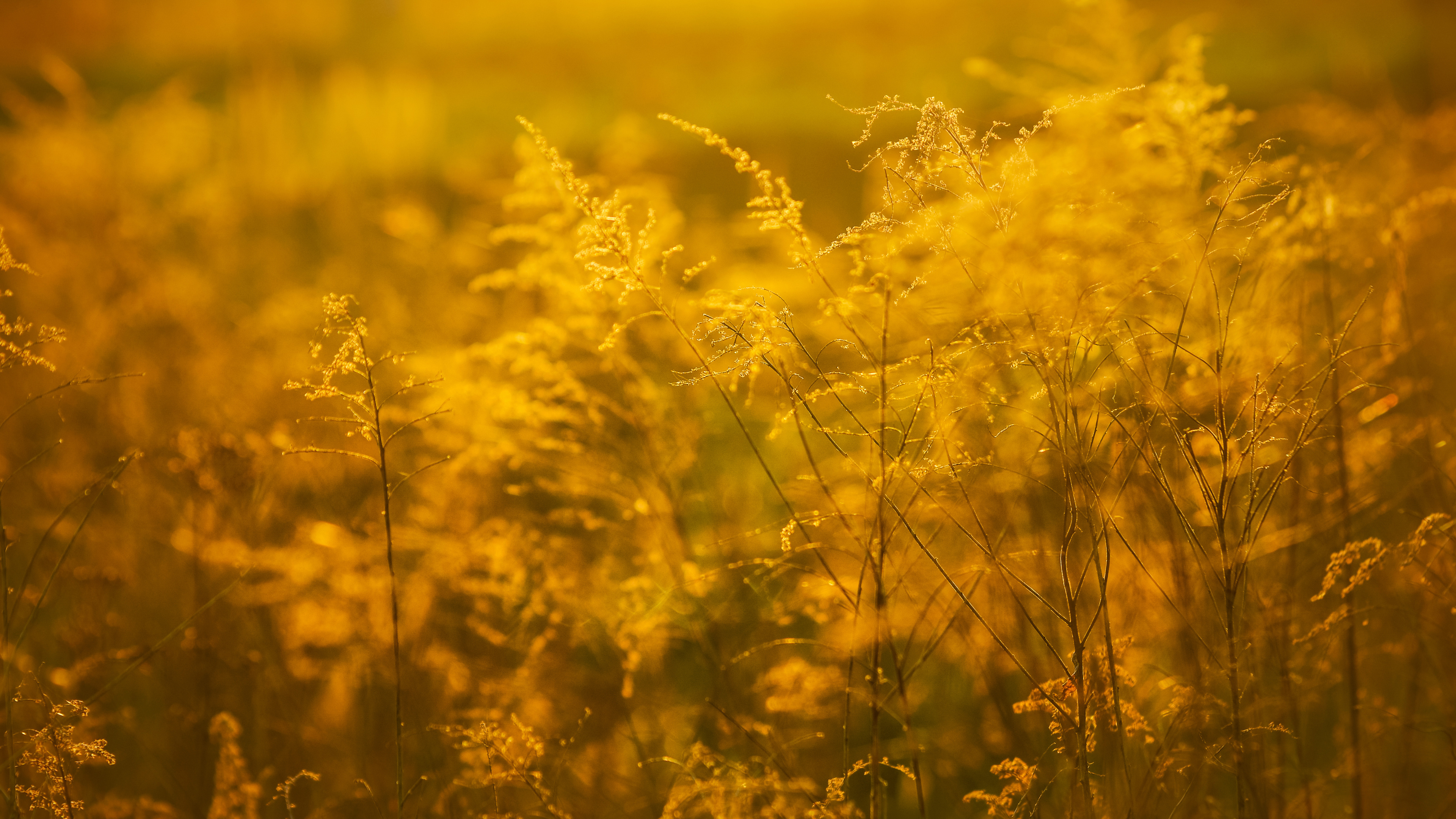 Jaune, L'herbe de la Famille, Champ, Verge D'or, Sauvages. Wallpaper in 3840x2160 Resolution