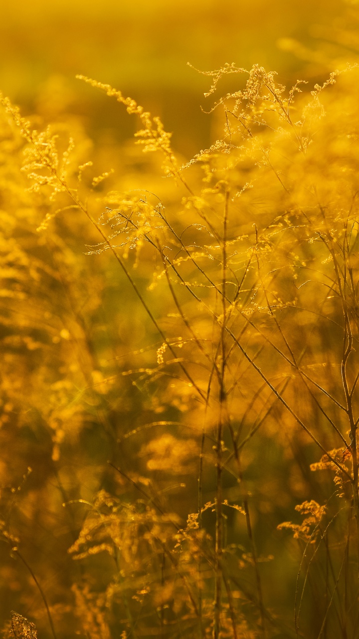Yellow, Sunlight, Grass Family, Grass, Plant. Wallpaper in 720x1280 Resolution