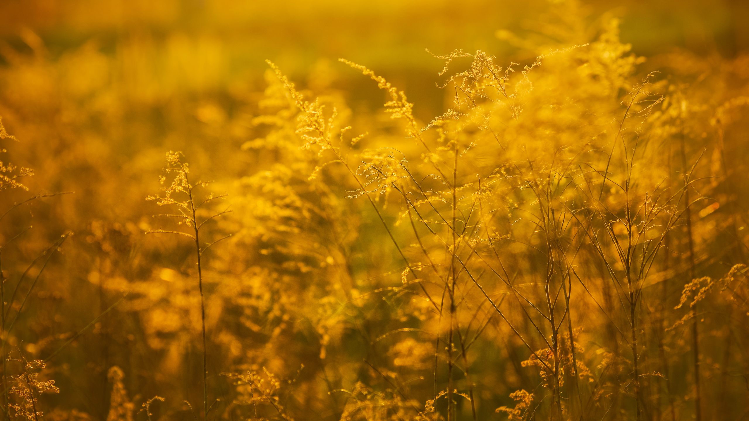 Gelb, Sonnenlicht, Gras-Familie, Gras, Feld. Wallpaper in 2560x1440 Resolution