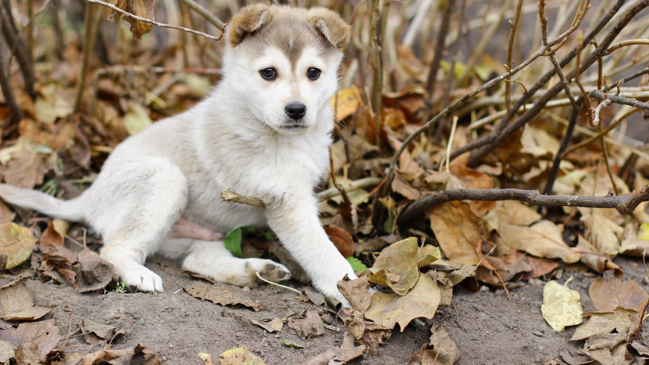White Siberian Husky Puppy on Brown Dried Leaves During Daytime. Wallpaper in 1280x720 Resolution