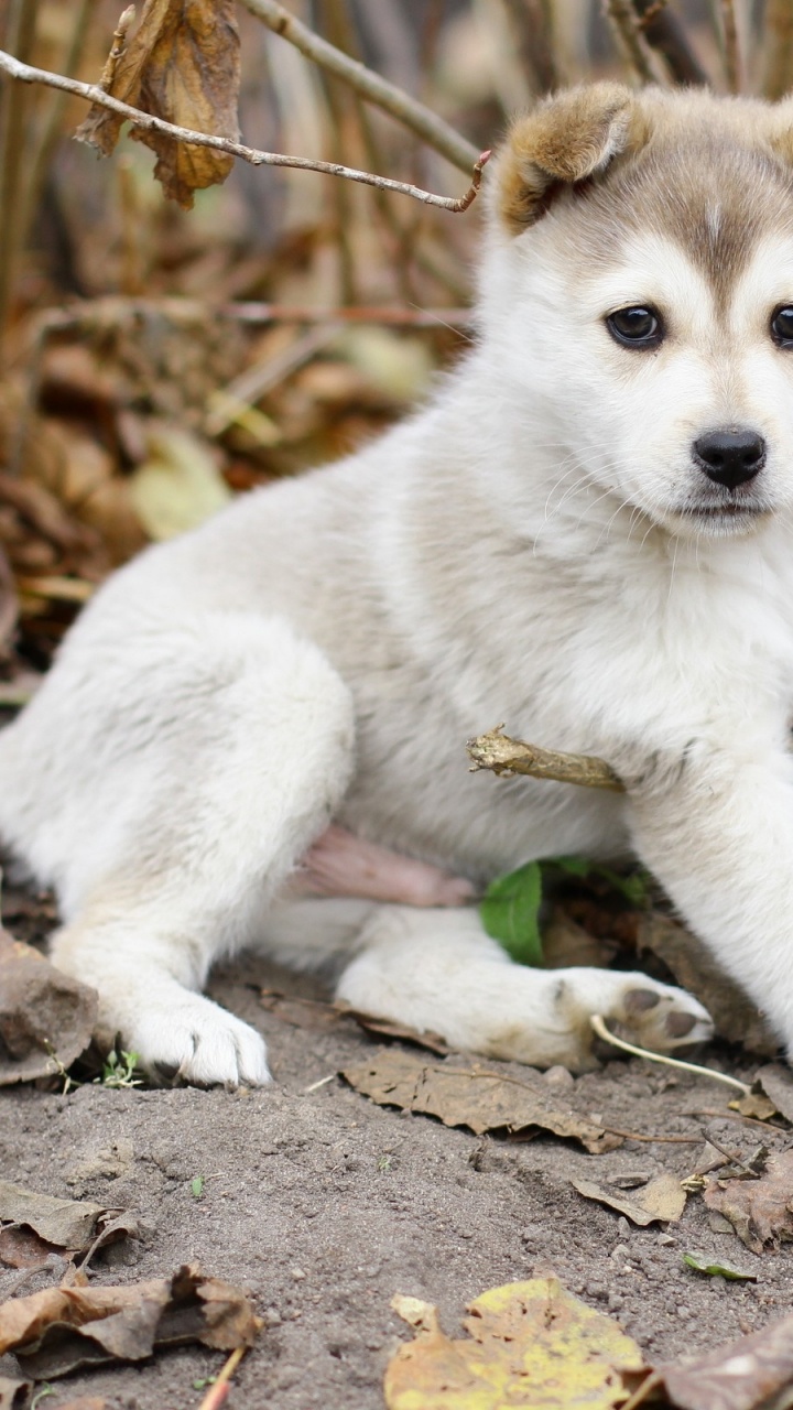 White Siberian Husky Puppy on Brown Dried Leaves During Daytime. Wallpaper in 720x1280 Resolution