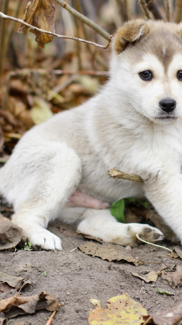 White Siberian Husky Puppy on Brown Dried Leaves During Daytime. Wallpaper in 750x1334 Resolution