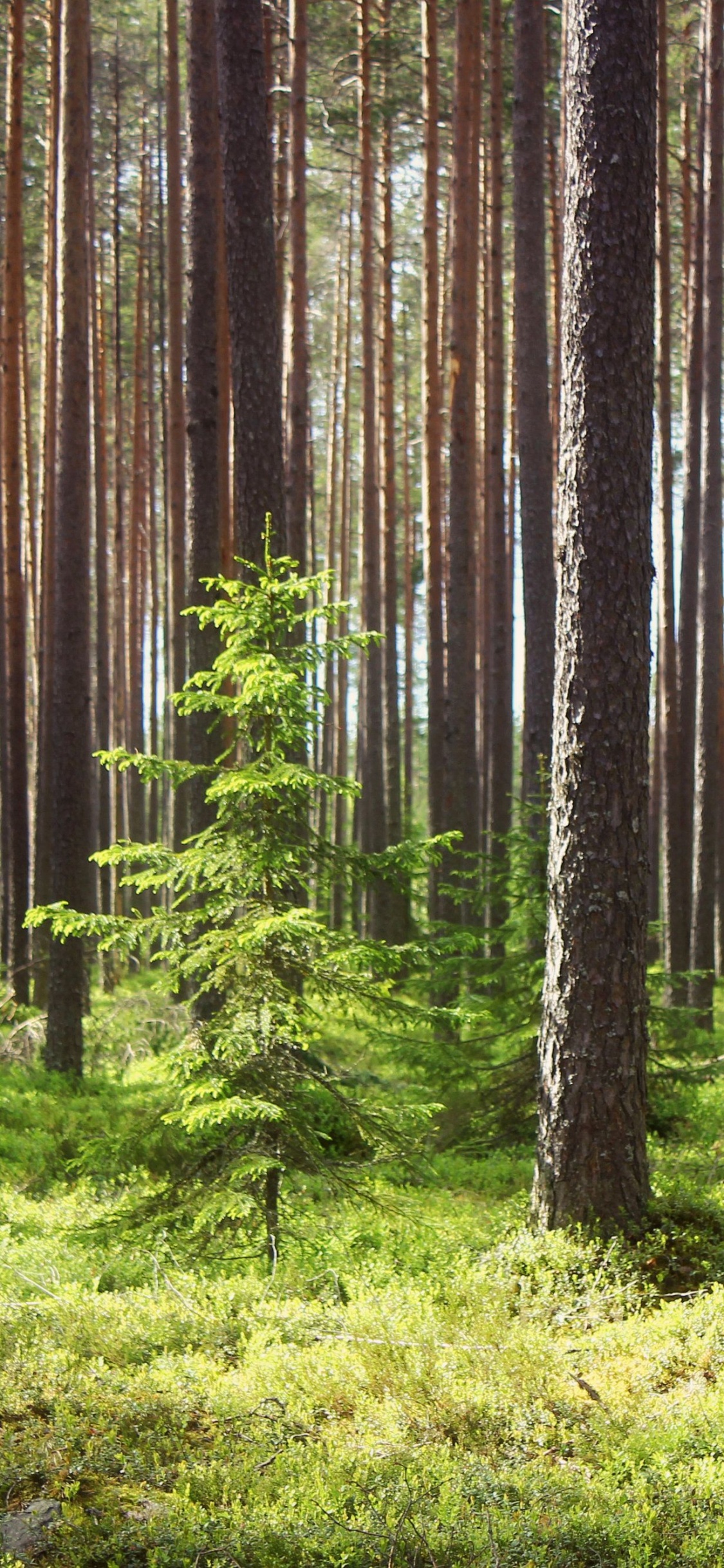 Hierba Verde y Árboles Durante el Día. Wallpaper in 1125x2436 Resolution