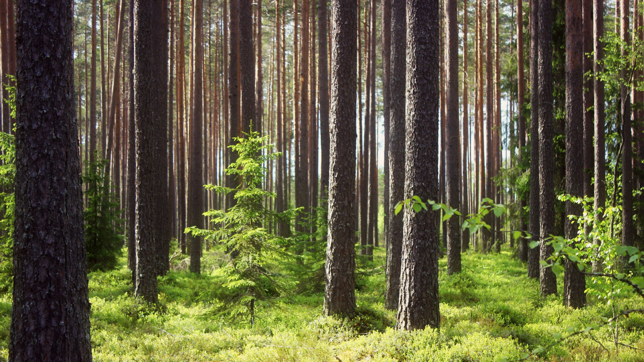Green Grass and Trees During Daytime. Wallpaper in 1280x720 Resolution