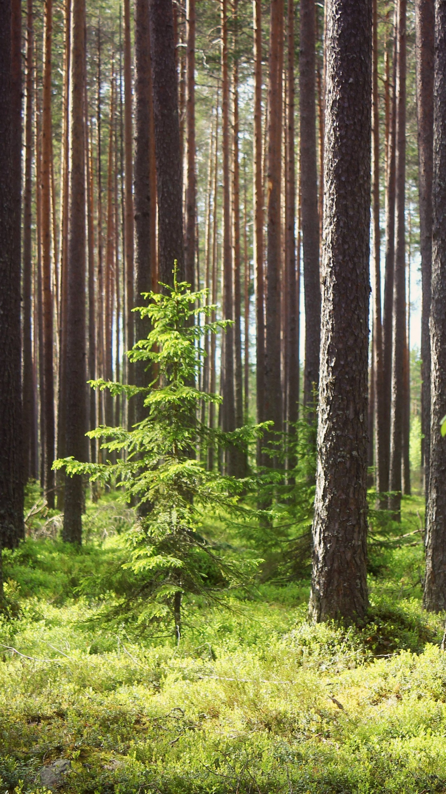 Green Grass and Trees During Daytime. Wallpaper in 1440x2560 Resolution