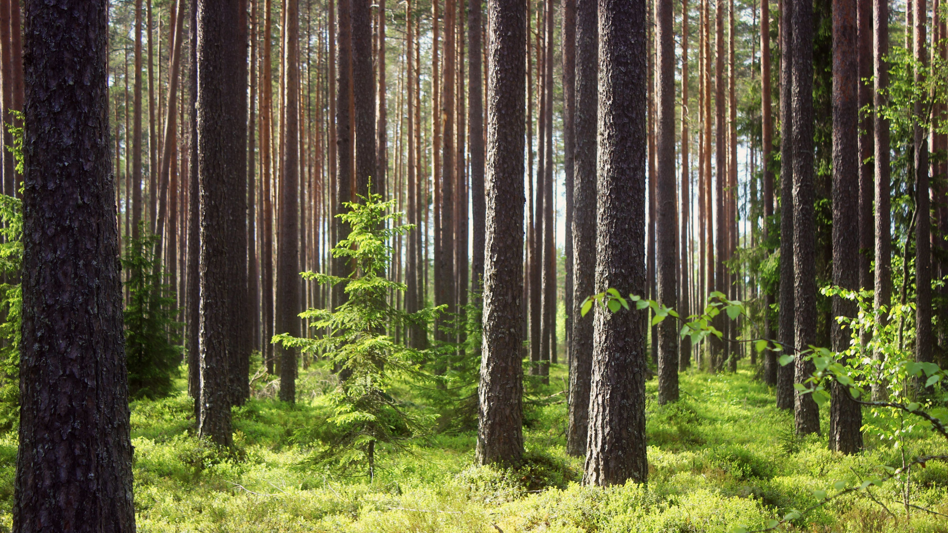 Green Grass and Trees During Daytime. Wallpaper in 1920x1080 Resolution