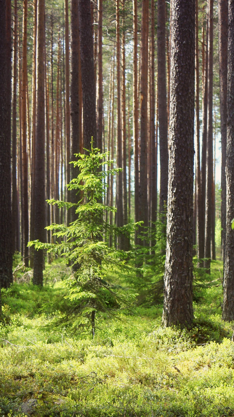 Green Grass and Trees During Daytime. Wallpaper in 750x1334 Resolution