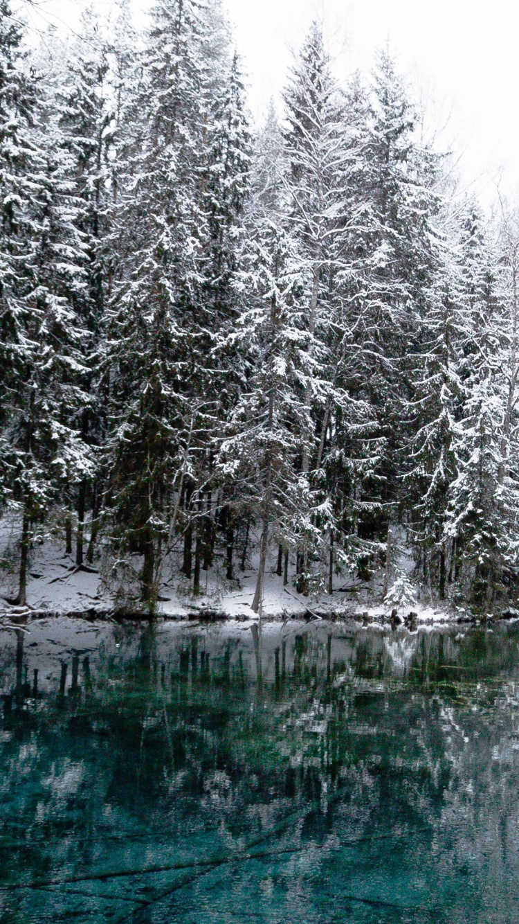 Winter, Schnee, Baum, Natur, Wasser. Wallpaper in 750x1334 Resolution