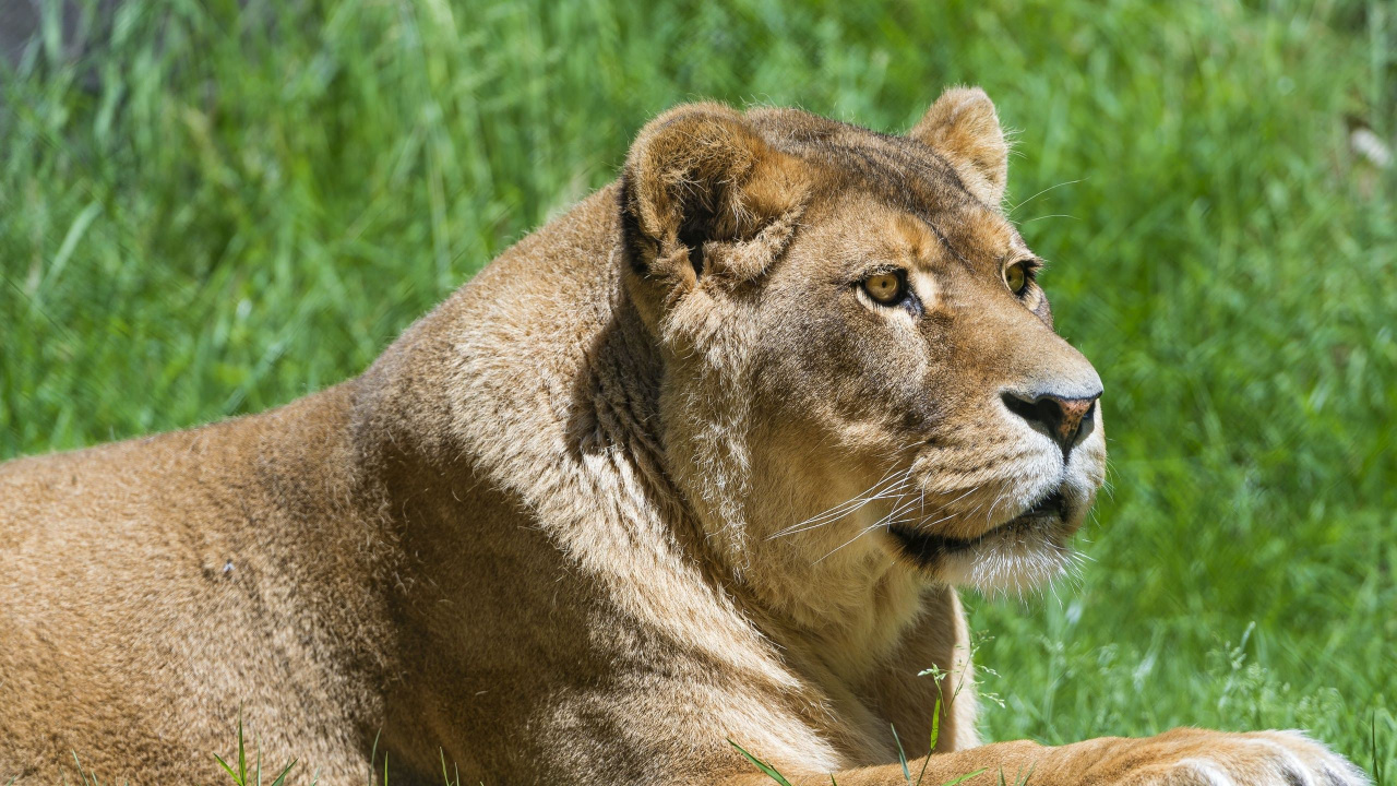 Brown Lion Lying on Green Grass During Daytime. Wallpaper in 1280x720 Resolution