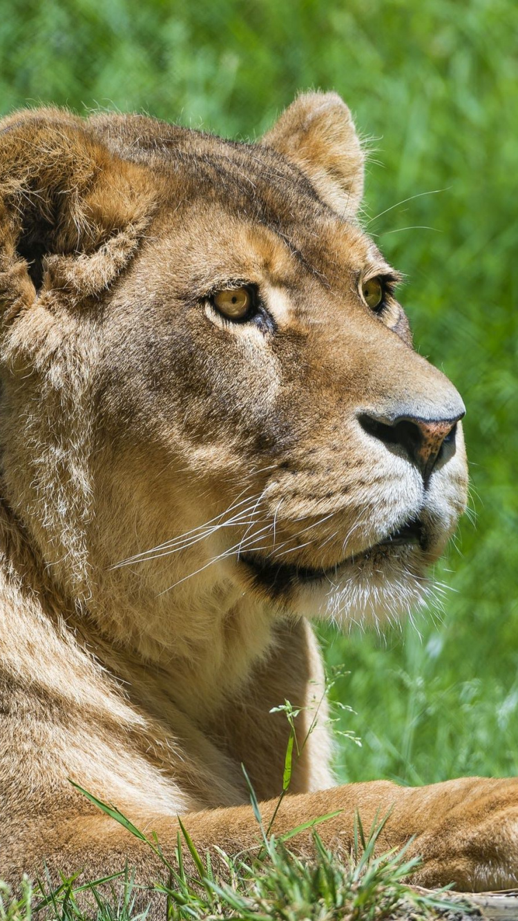Brown Lion Lying on Green Grass During Daytime. Wallpaper in 750x1334 Resolution