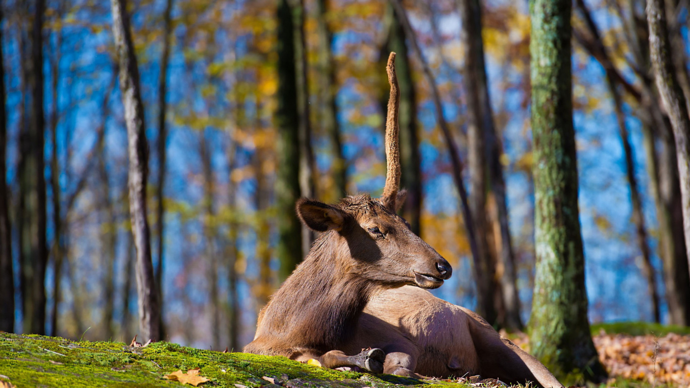 Cerf Brun Allongé Sur L'herbe Verte Pendant la Journée. Wallpaper in 1366x768 Resolution