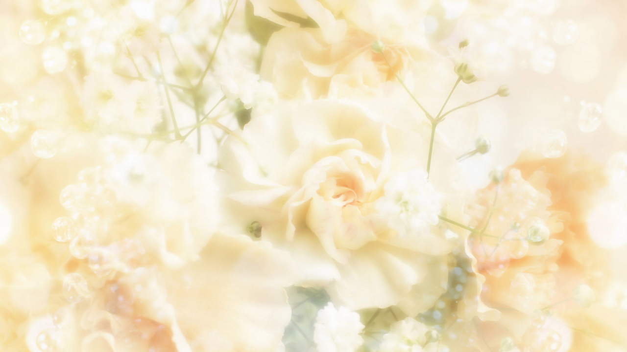 Fleur Blanche en Photographie Rapprochée. Wallpaper in 1280x720 Resolution