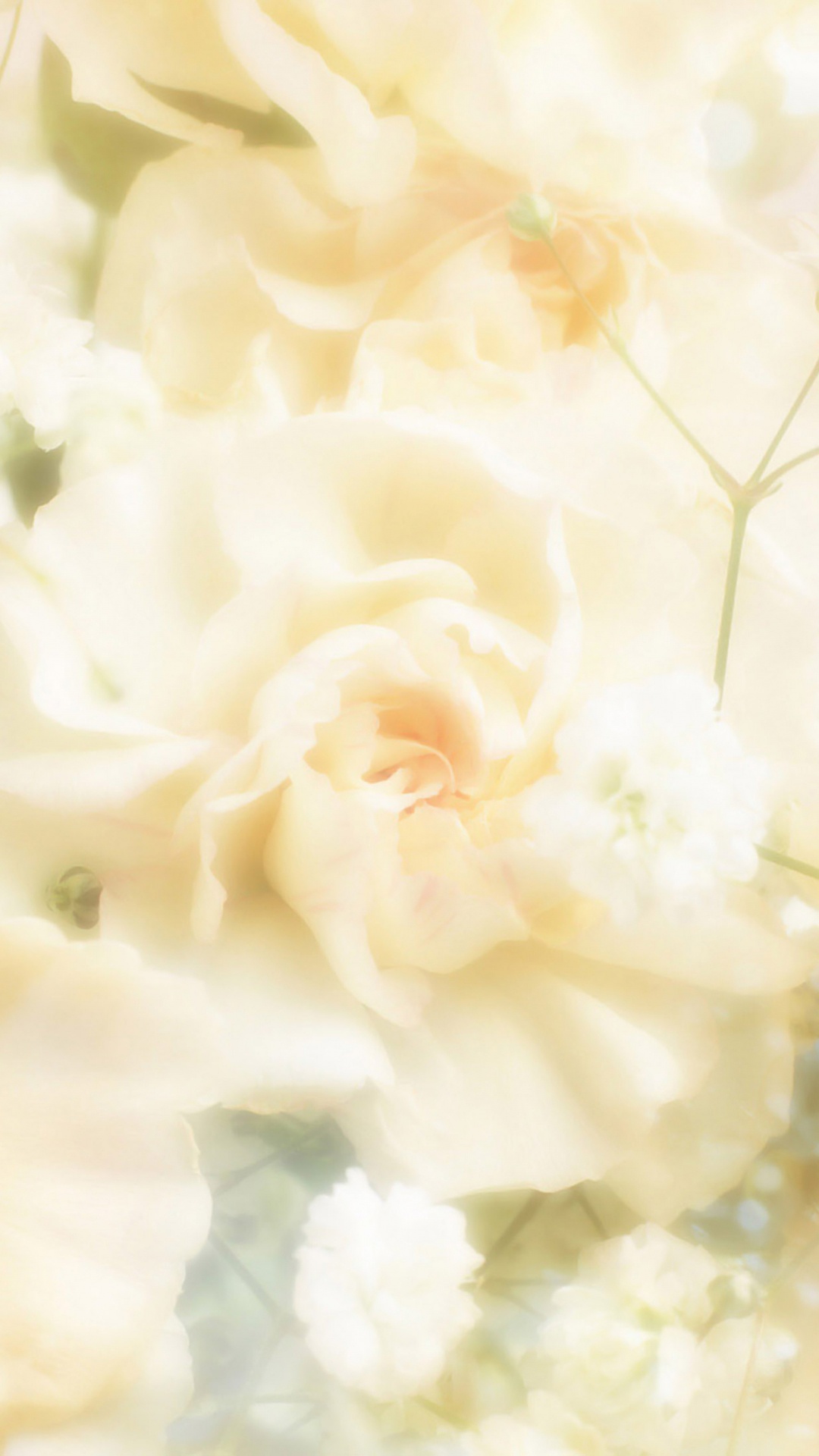 Flor Blanca en Fotografía de Cerca. Wallpaper in 1080x1920 Resolution