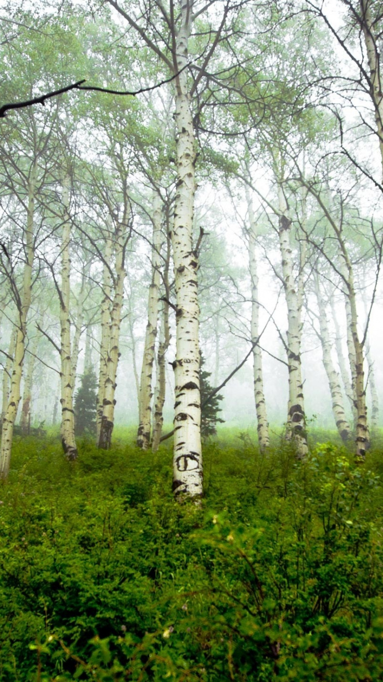 Green Grass and Trees During Daytime. Wallpaper in 750x1334 Resolution
