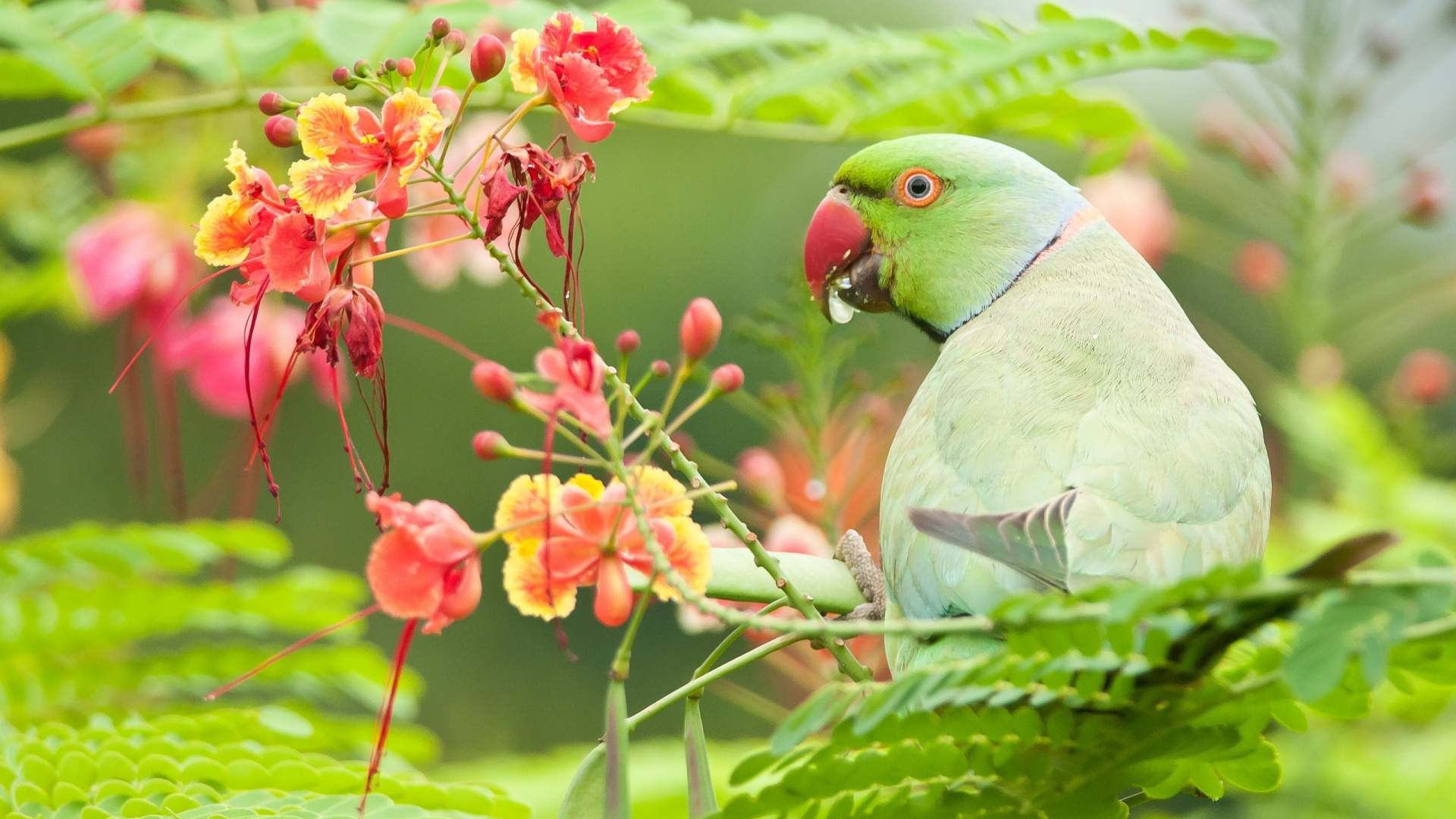 Oiseau Vert et Bleu Sur Une Branche D'arbre Marron. Wallpaper in 1920x1080 Resolution