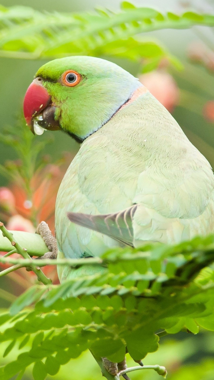 Oiseau Vert et Bleu Sur Une Branche D'arbre Marron. Wallpaper in 750x1334 Resolution