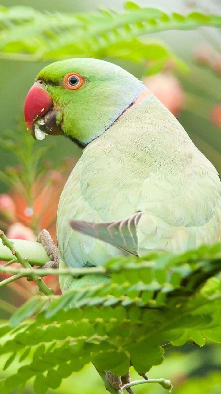 Green and Blue Bird on Brown Tree Branch. Wallpaper in 720x1280 Resolution