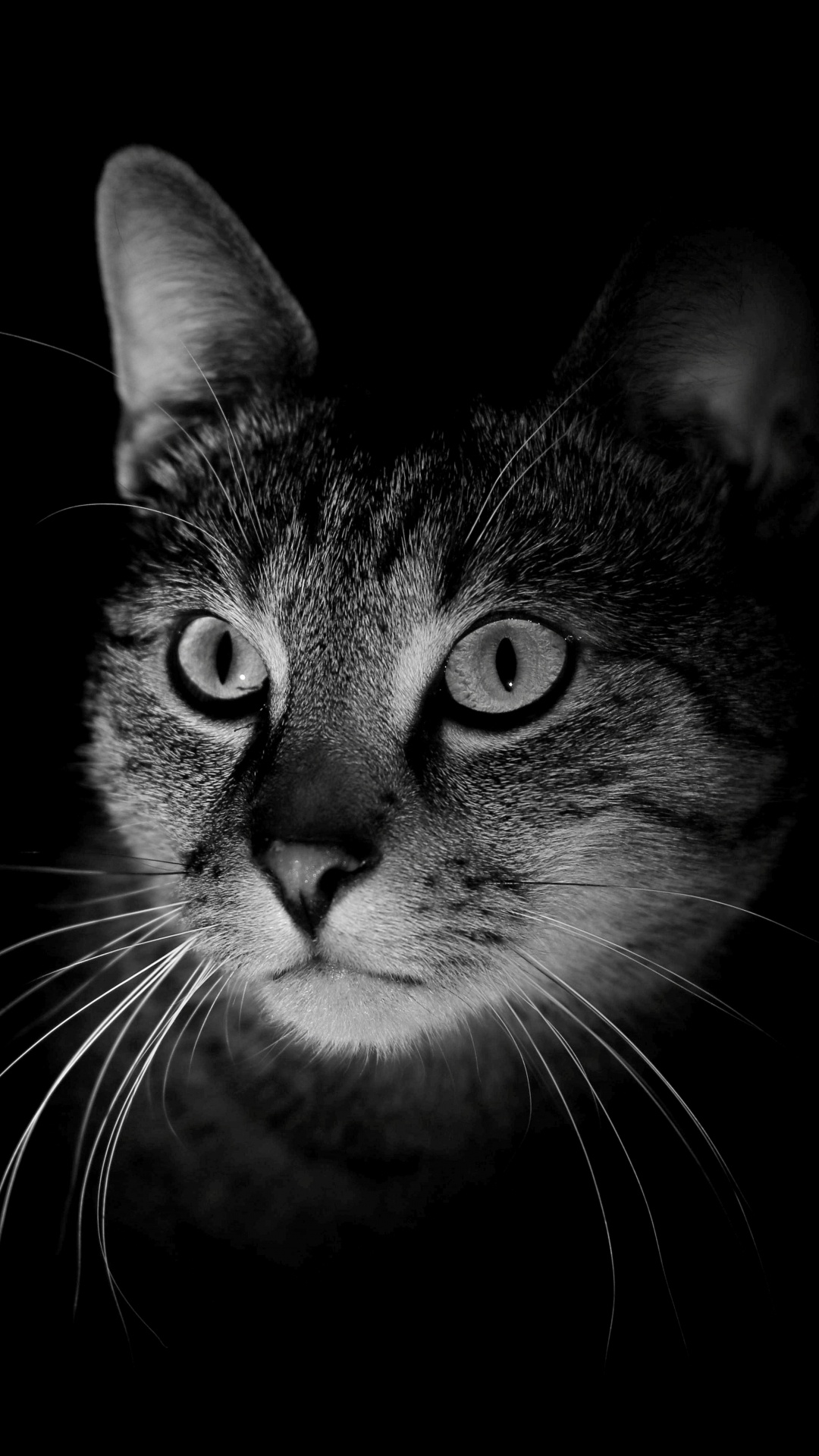 Foto en Escala de Grises de Gato Atigrado. Wallpaper in 1080x1920 Resolution