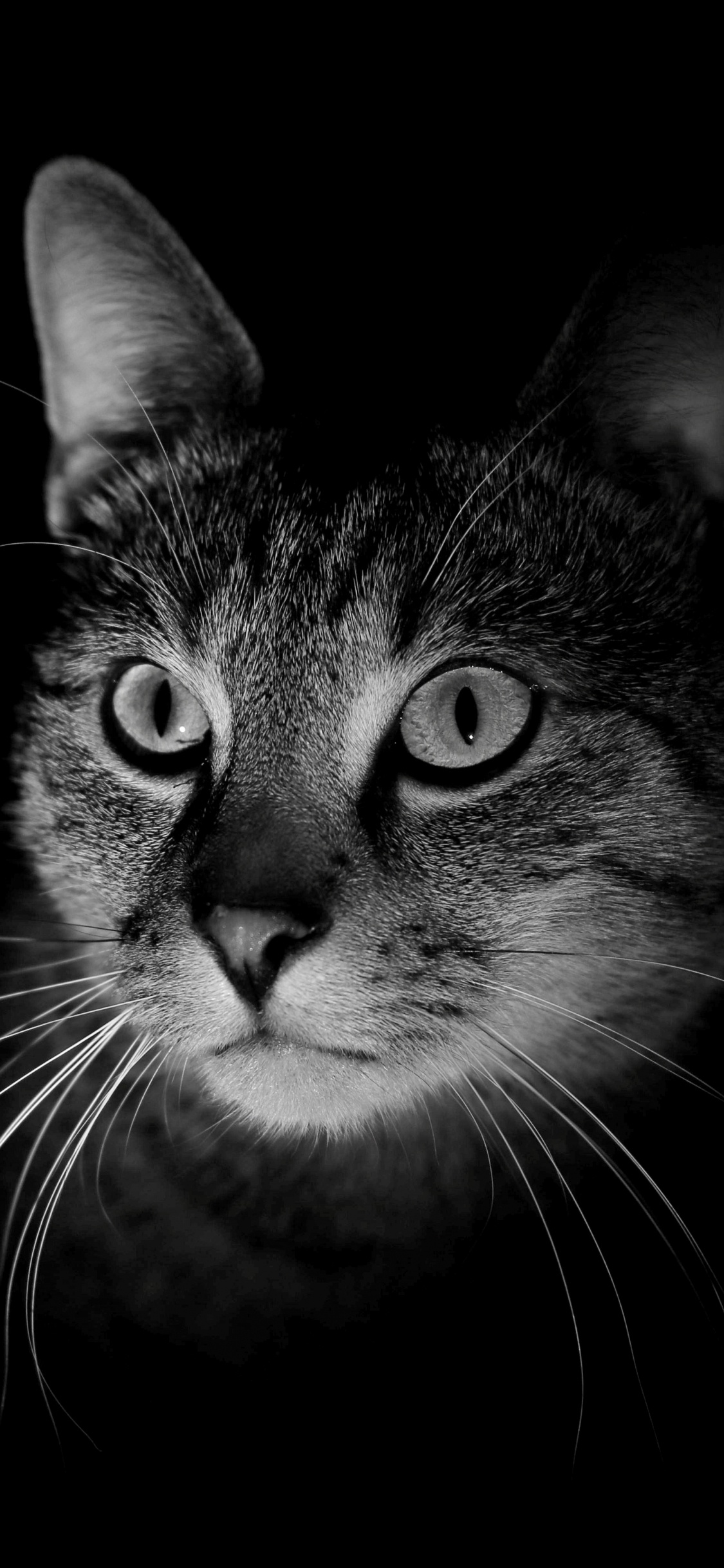 Grayscale Photo of Tabby Cat. Wallpaper in 1125x2436 Resolution