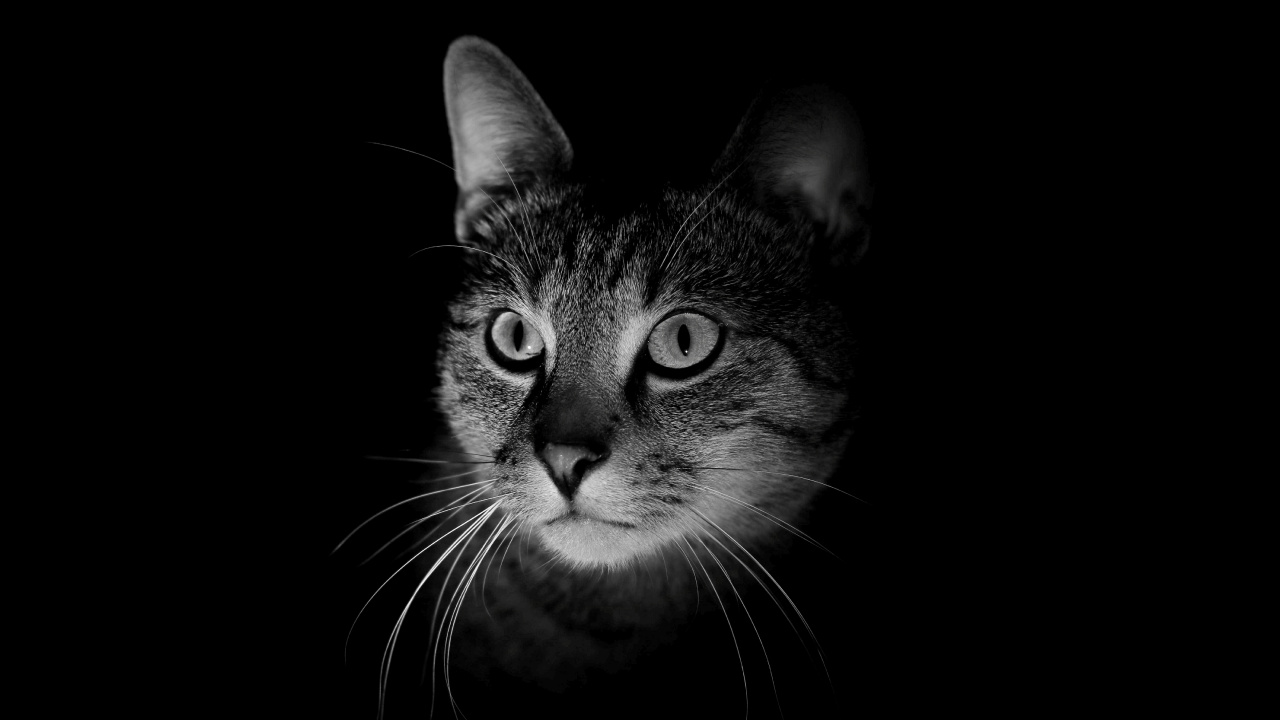 Grayscale Photo of Tabby Cat. Wallpaper in 1280x720 Resolution