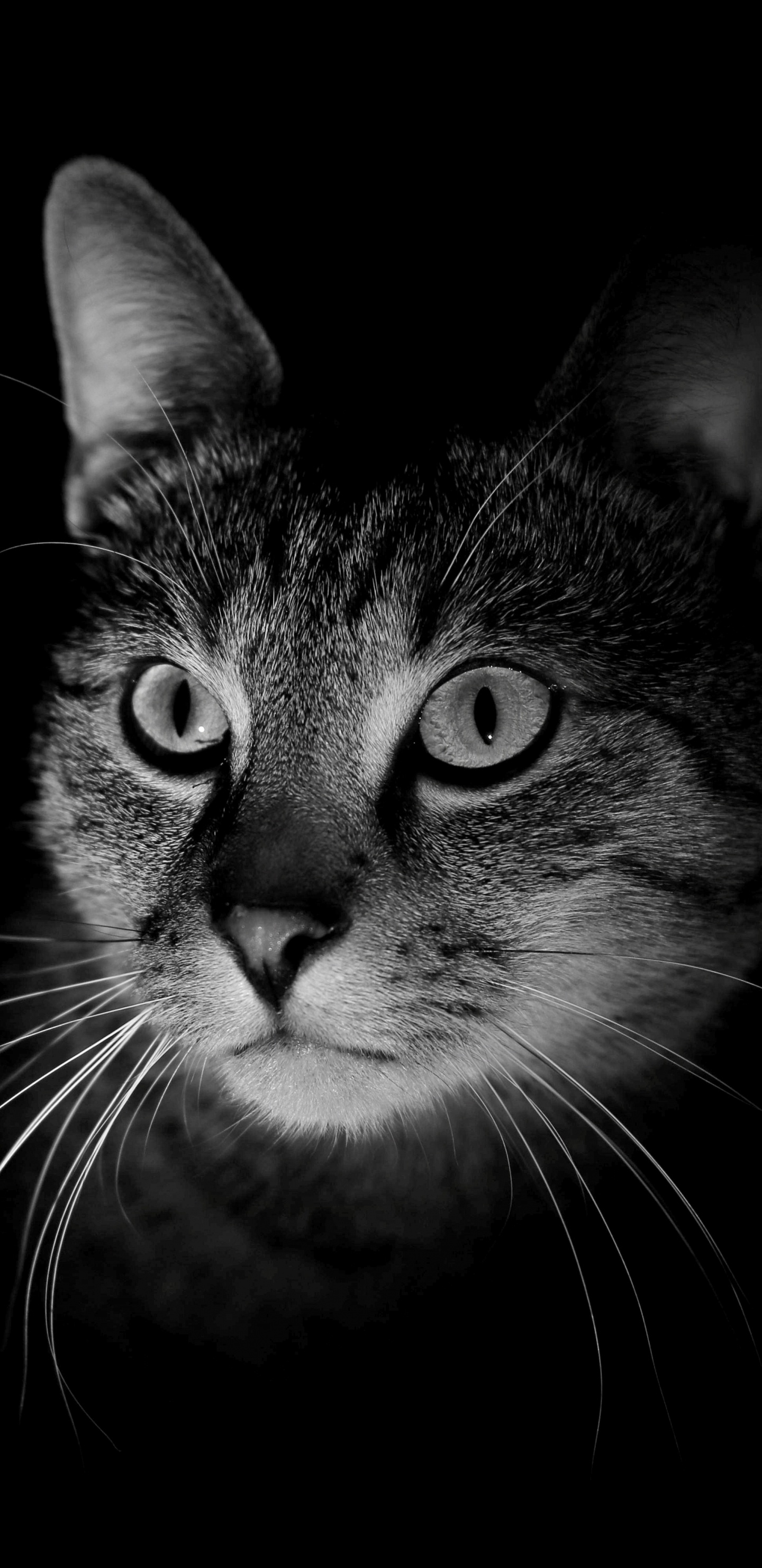 Grayscale Photo of Tabby Cat. Wallpaper in 1440x2960 Resolution