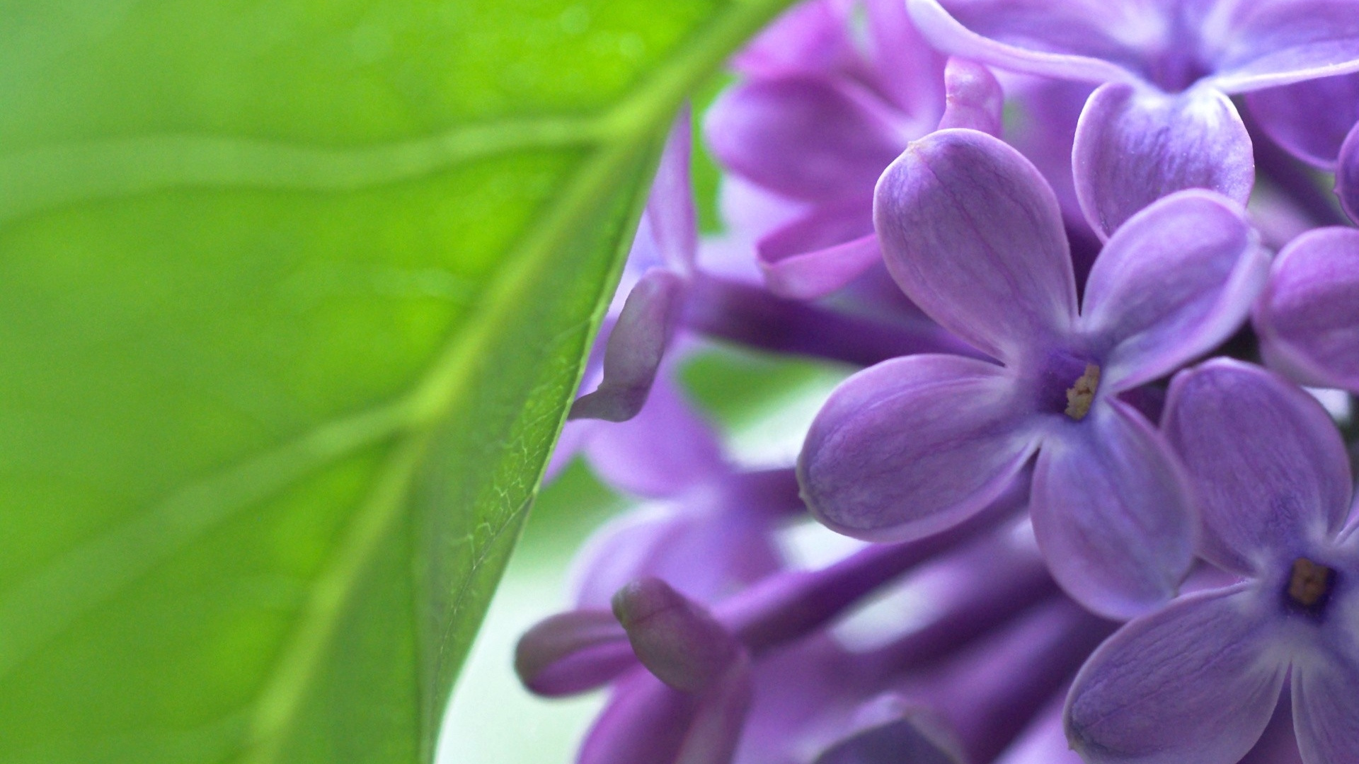Flor Morada en Macro Shot. Wallpaper in 1920x1080 Resolution