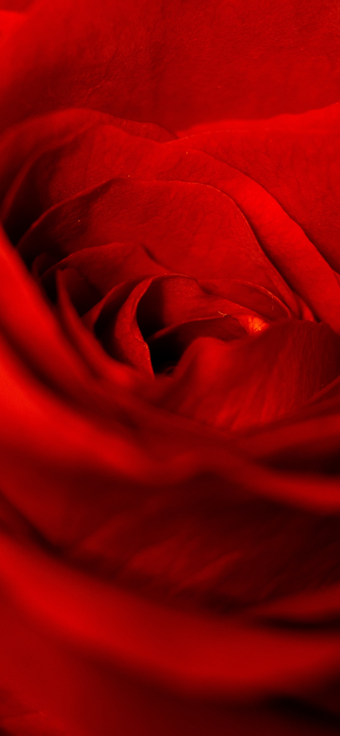 Rosa Roja en Fotografía de Cerca. Wallpaper in 1125x2436 Resolution