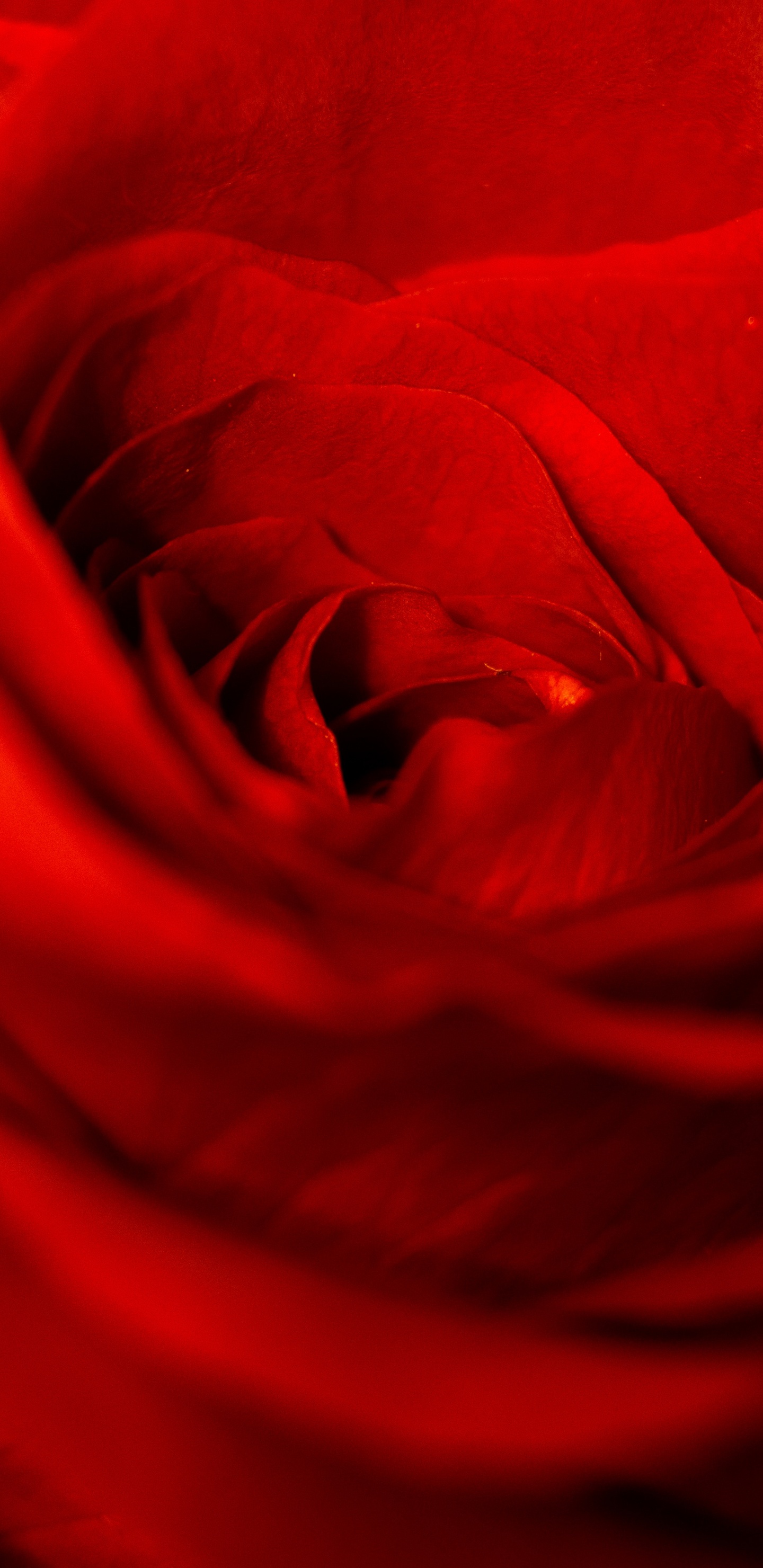 Rosa Roja en Fotografía de Cerca. Wallpaper in 1440x2960 Resolution