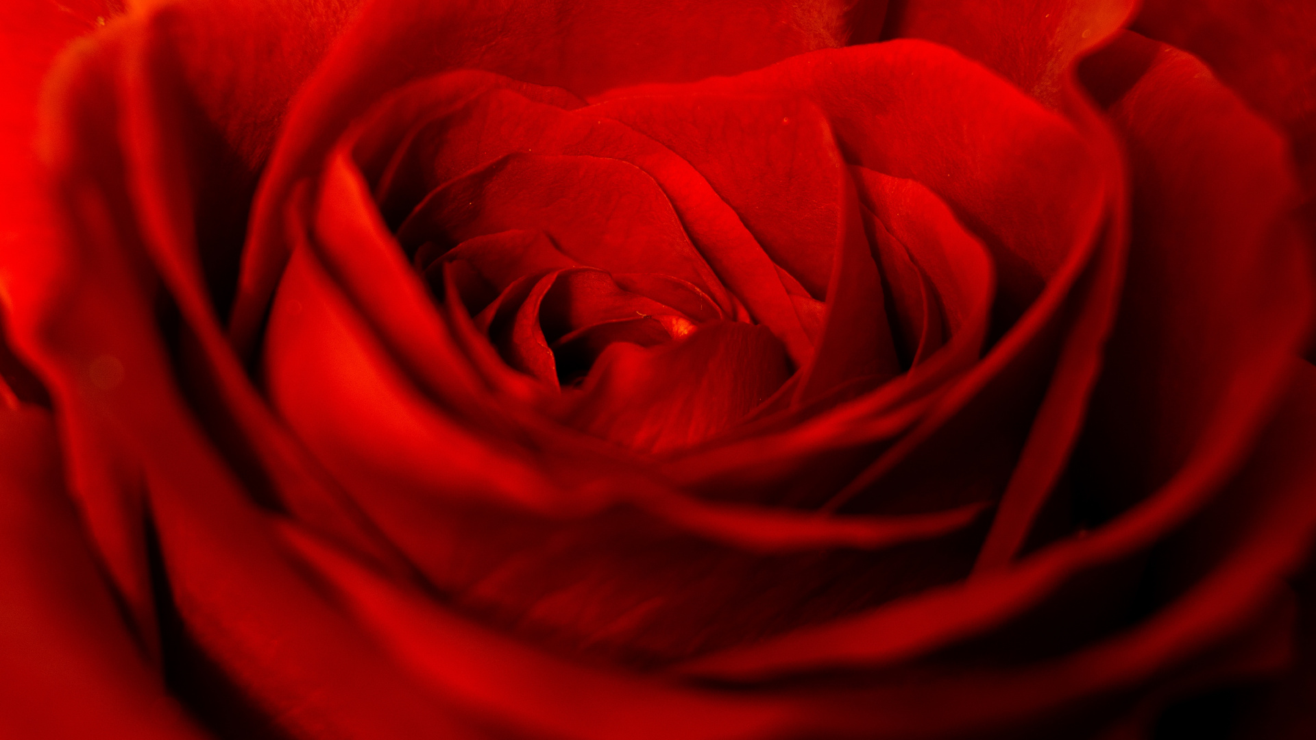 Rosa Roja en Fotografía de Cerca. Wallpaper in 1920x1080 Resolution