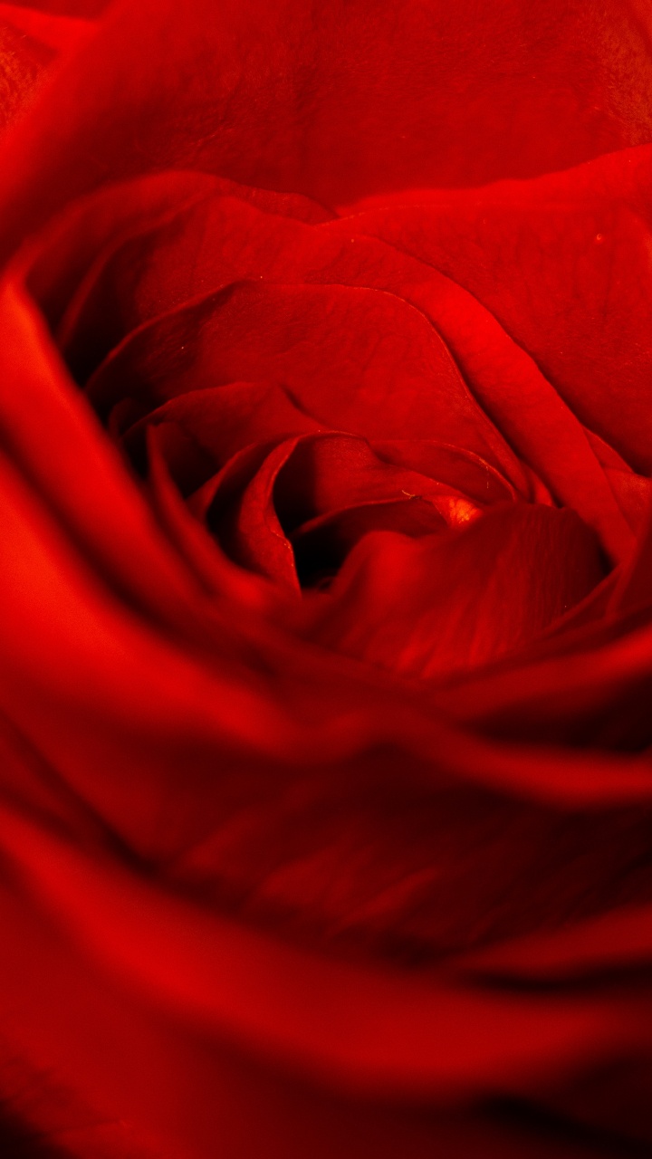 Rose Rouge en Photographie Rapprochée. Wallpaper in 720x1280 Resolution