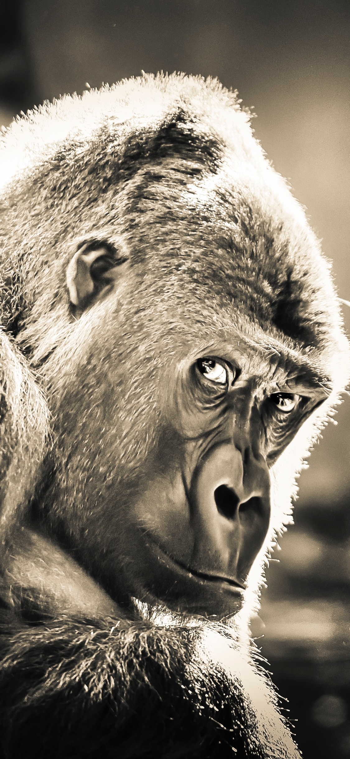 Black Gorilla in Grayscale Photography. Wallpaper in 1125x2436 Resolution
