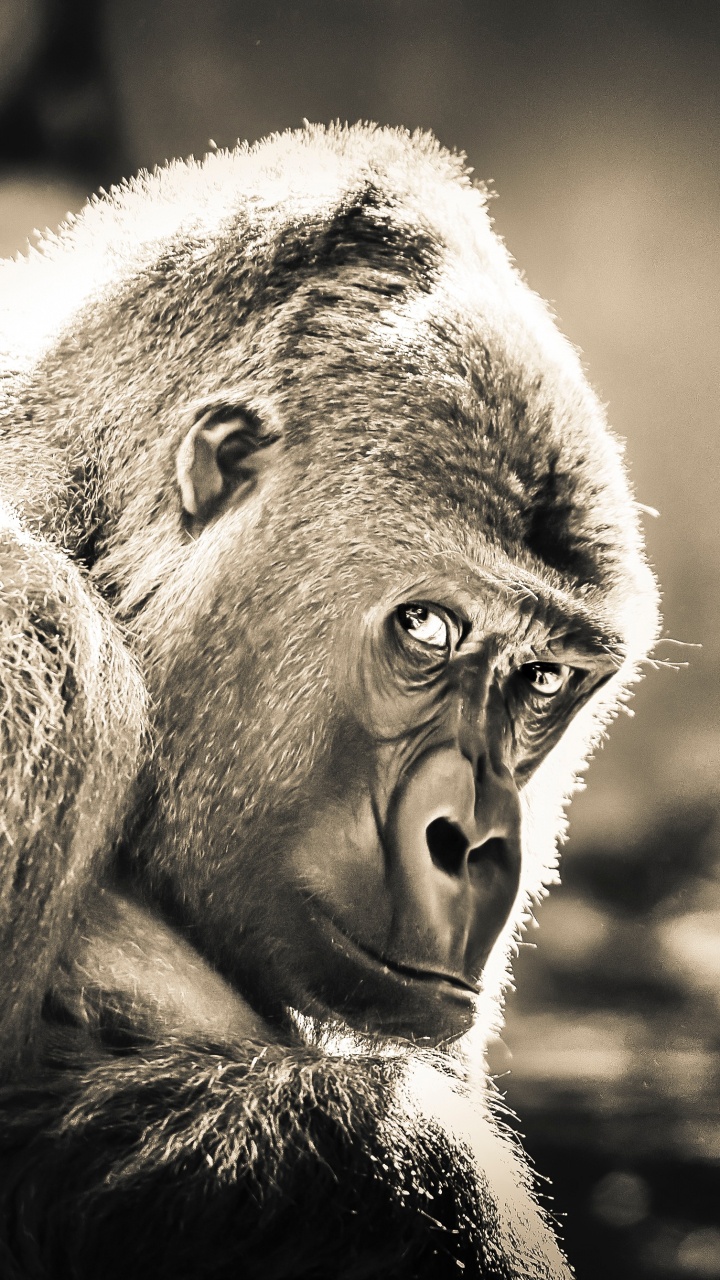 Schwarzer Gorilla in Der Graustufenfotografie. Wallpaper in 720x1280 Resolution